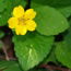 Chrysogonum virginianum Pierre